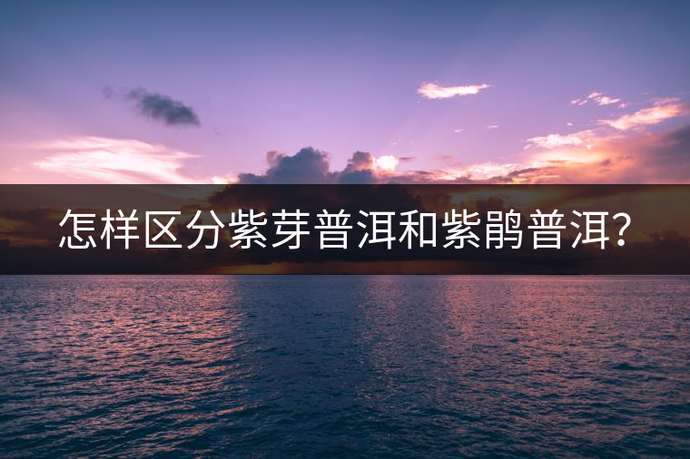 怎樣區(qū)分紫芽普洱和紫鵑普洱？