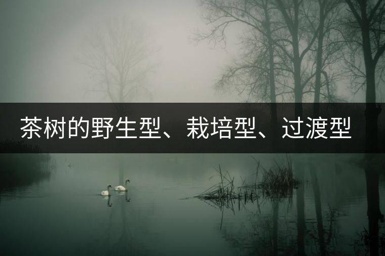茶樹的野生型、栽培型、過(guò)渡型是怎么界定的？