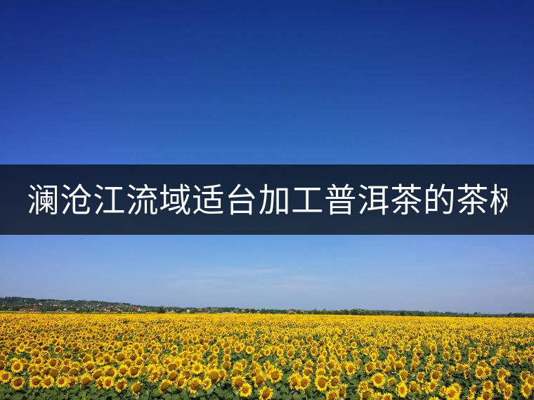 瀾滄江流域適臺加工普洱茶的茶樹品種有哪些?各有什么特點?