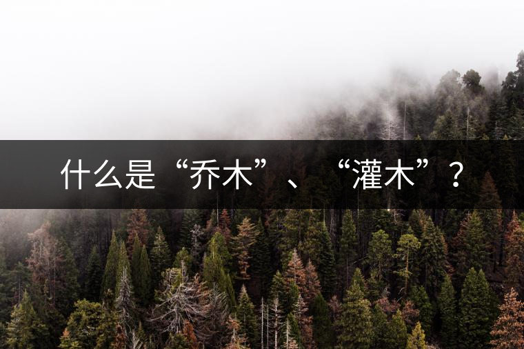 什么是“喬木”、“灌木”？