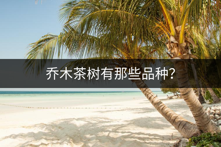 喬木茶樹有那些品種？