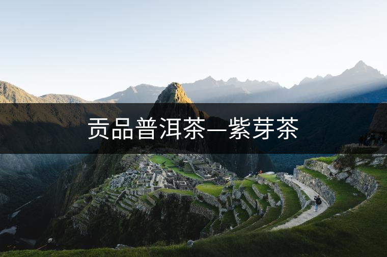 貢品普洱茶—紫芽茶