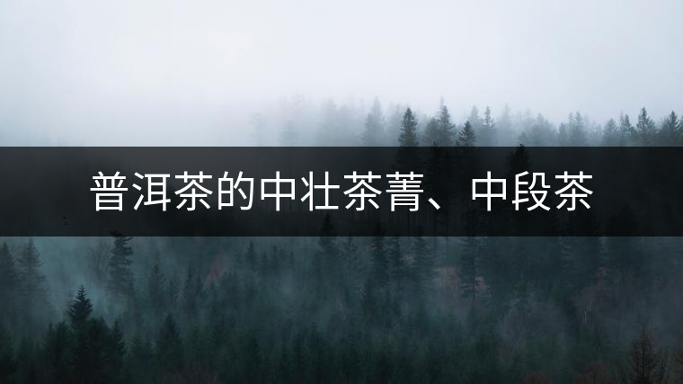 普洱茶的中壯茶菁、中段茶