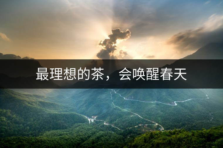 最理想的茶，會(huì)喚醒春天