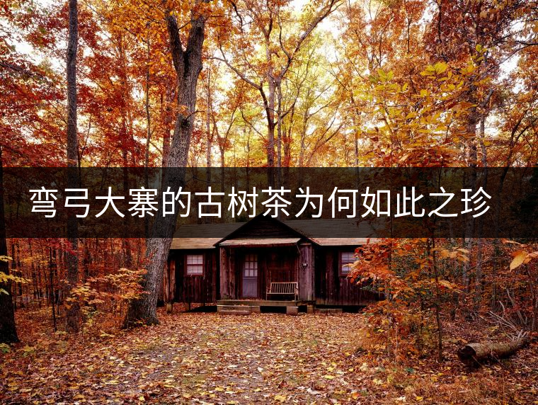 彎弓大寨的古樹茶為何如此之珍貴？