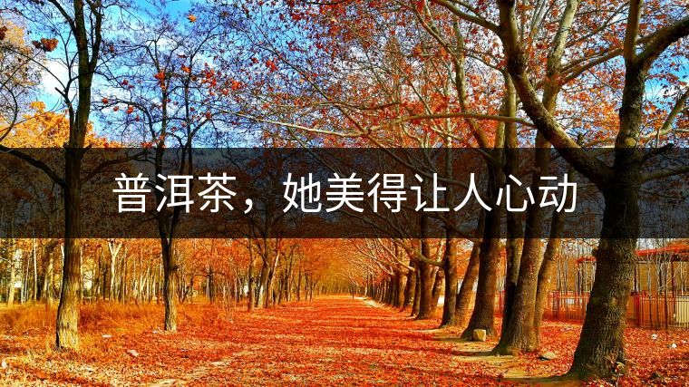 普洱茶，她美得讓人心動