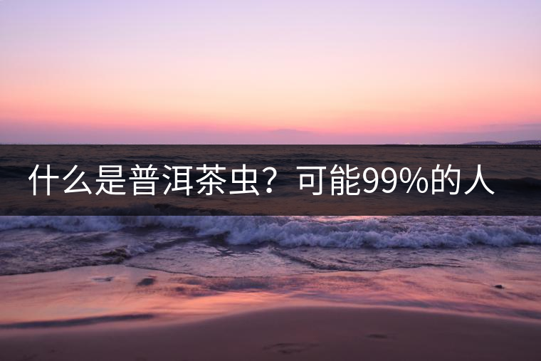 什么是普洱茶蟲(chóng)？可能99%的人都不知道