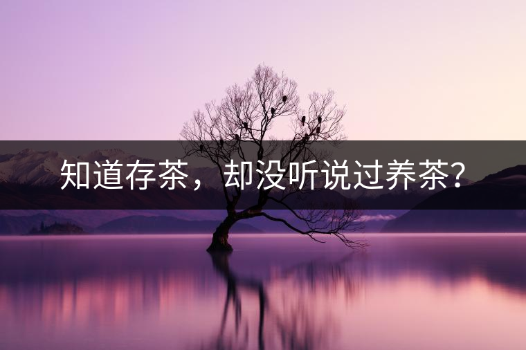 知道存茶，卻沒(méi)聽(tīng)說(shuō)過(guò)養(yǎng)茶？