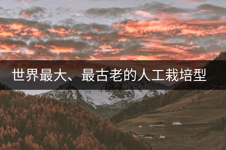 世界最大、最古老的人工栽培型的古茶樹——香竹箐茶祖