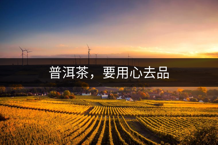 普洱茶，要用心去品