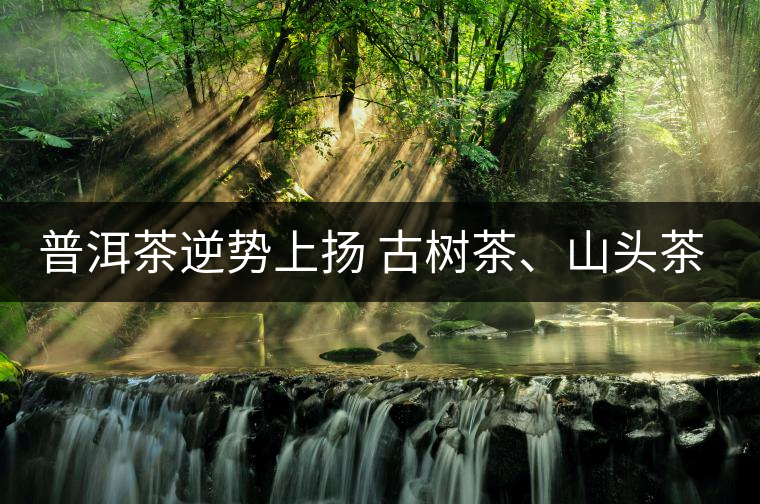 普洱茶逆勢上揚 古樹茶、山頭茶遭“熱捧”