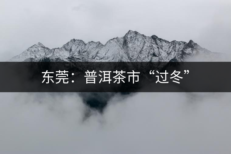 東莞:普洱茶市“過冬” 東莞:普洱茶市“過冬”