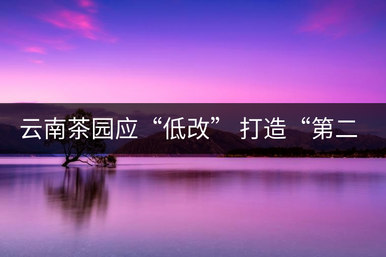 云南茶園應(yīng)“低改” 打造“第二個景邁山”