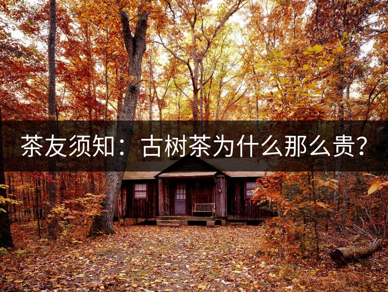 茶友須知：古樹(shù)茶為什么那么貴？
