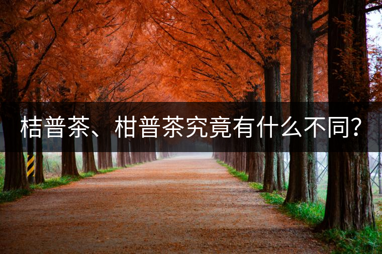 桔普茶、柑普茶究竟有什么不同？