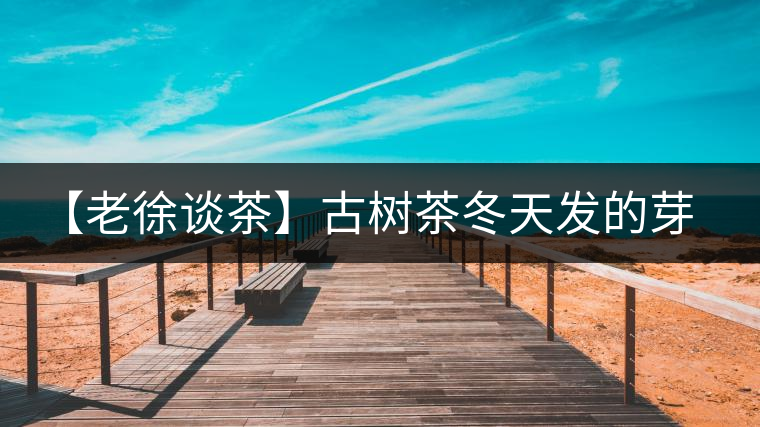 【老徐談茶】古樹茶冬天發(fā)的芽稱為冬茶？滋味如何呢？
