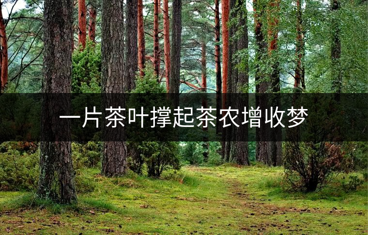 一片茶葉撐起茶農(nóng)增收夢(mèng)