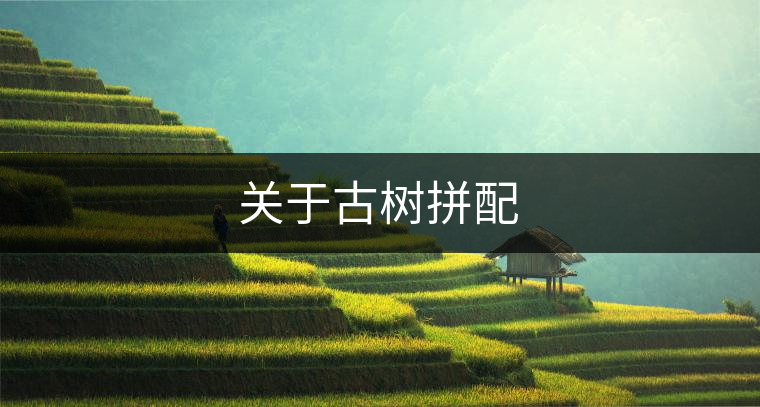 關(guān)于古樹拼配