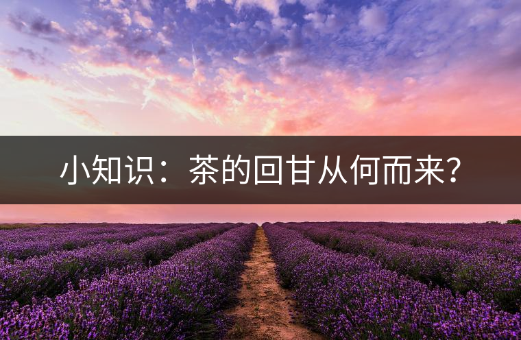 小知識：茶的回甘從何而來？