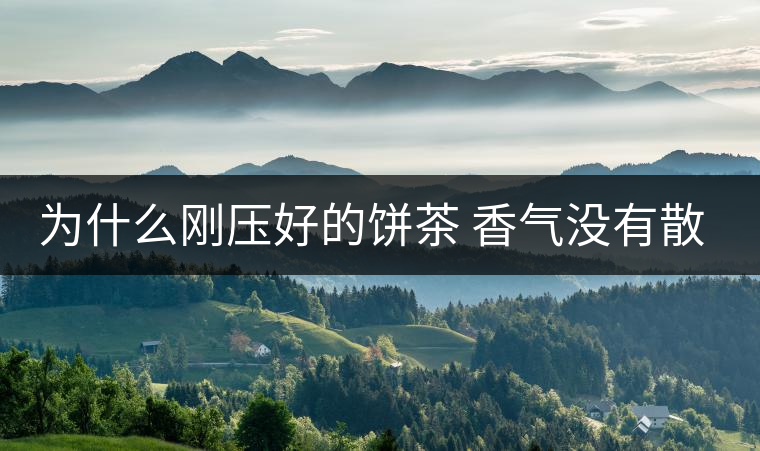 為什么剛壓好的餅茶 香氣沒有散茶好？