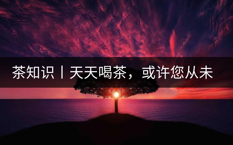 茶知識丨天天喝茶，或許您從未注意過茶樹花