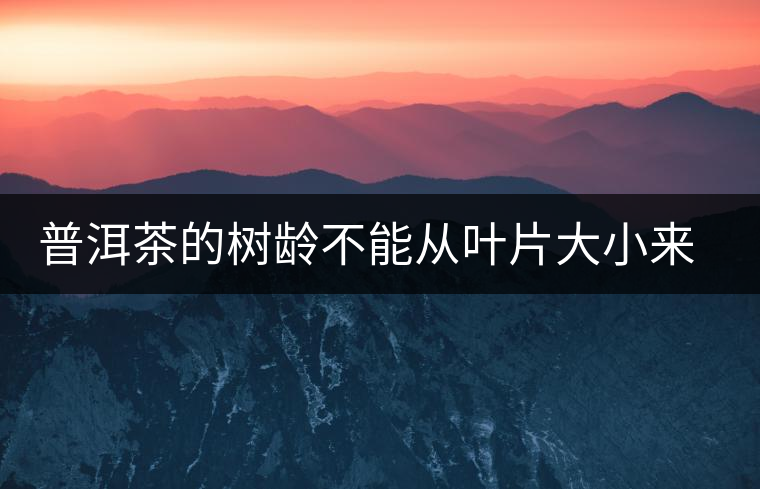 普洱茶的樹齡不能從葉片大小來判斷