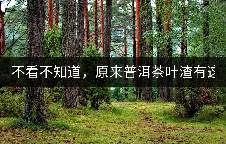 不看不知道，原來普洱茶葉渣有這么多作用！