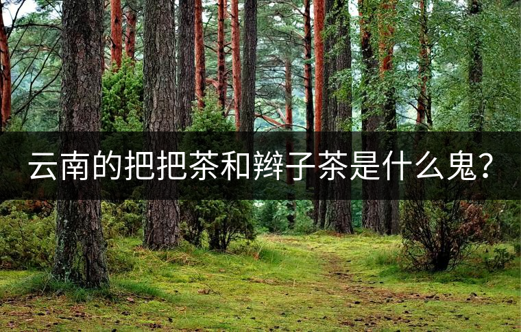 云南的把把茶和辮子茶是什么鬼？