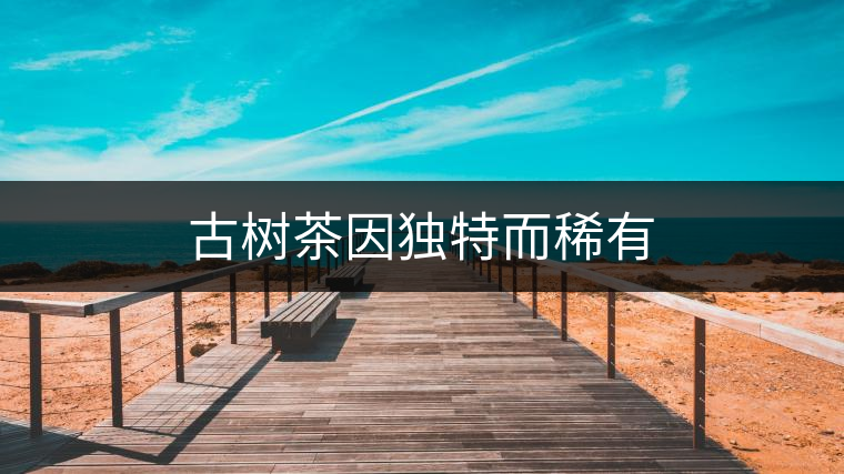 古樹茶因獨(dú)特而稀有