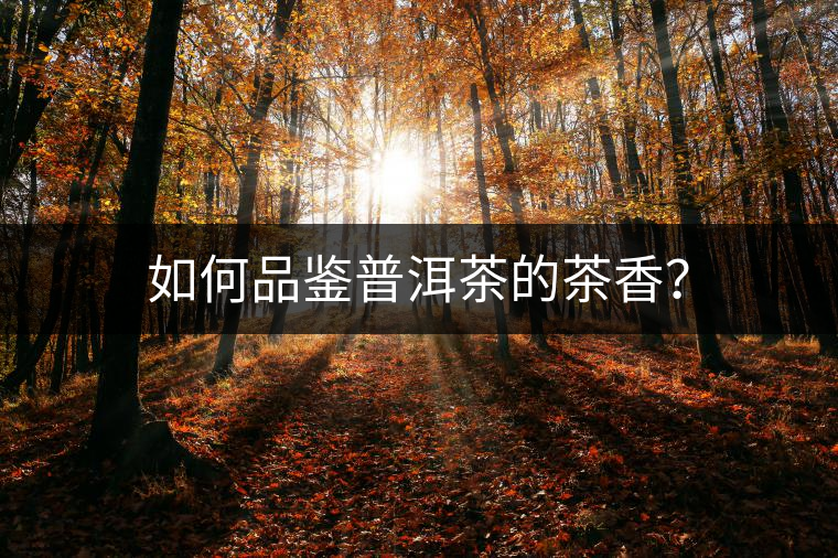 如何品鑒普洱茶的茶香？