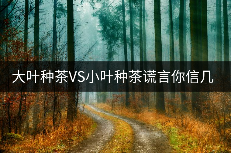 大葉種茶VS小葉種茶謊言你信幾個？