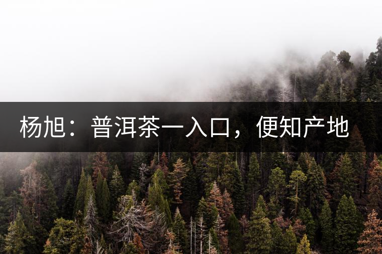 楊旭：普洱茶一入口，便知產(chǎn)地和年份