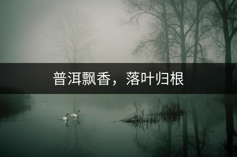 普洱飄香，落葉歸根