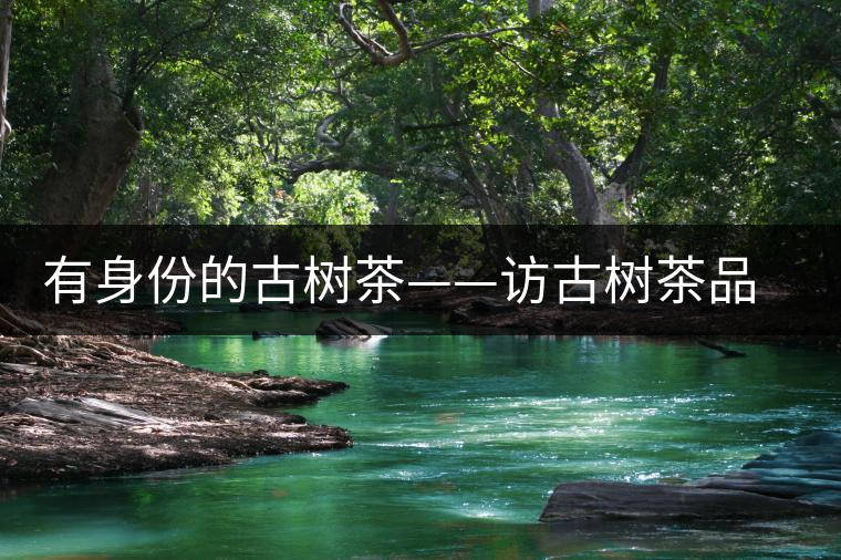 有身份的古樹茶——訪古樹茶品茶人中山市茂名商會創(chuàng)會會長崔大洪