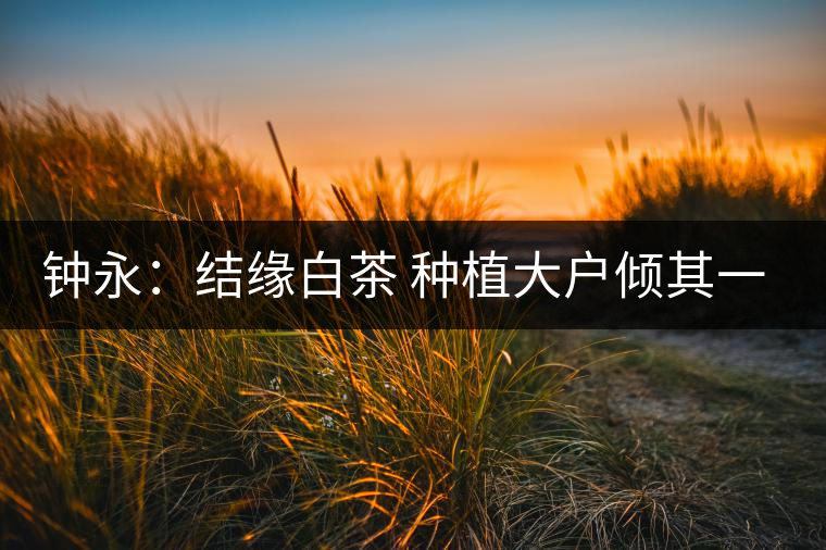 鐘永:結(jié)緣白茶 種植大戶(hù)傾其一生為茶而生 鐘永:結(jié)緣白茶 種植大戶(hù)傾其一生為茶而生