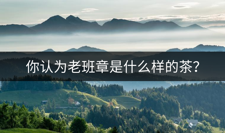 你認為老班章是什么樣的茶？