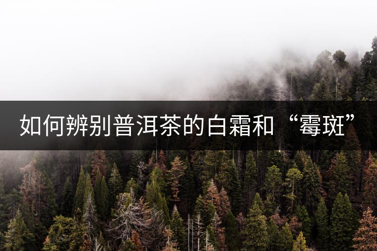 如何辨別普洱茶的白霜和“霉斑”？