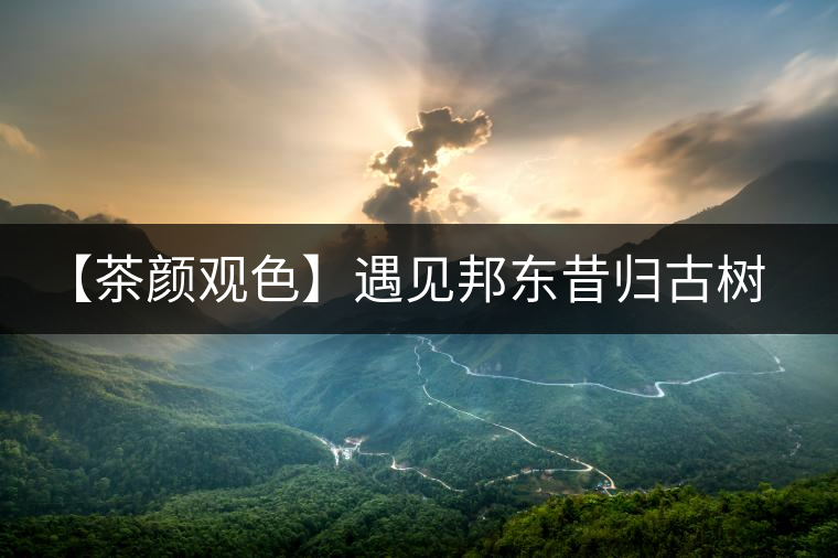 【茶顏觀色】遇見(jiàn)邦東昔歸古樹(shù)之美 【茶顏觀色】遇見(jiàn)邦東昔歸古樹(shù)之美