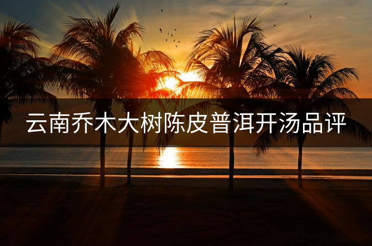 云南喬木大樹陳皮普洱開湯品評(píng)