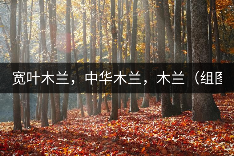 寬葉木蘭，中華木蘭，木蘭（組圖）