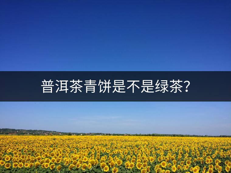 普洱茶青餅是不是綠茶？