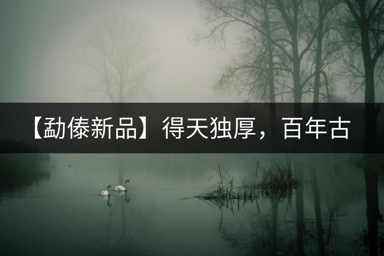 【勐傣新品】得天獨(dú)厚，百年古樹(shù)——磨烈古樹(shù)