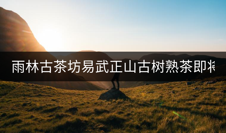 雨林古茶坊易武正山古樹熟茶即將上市！