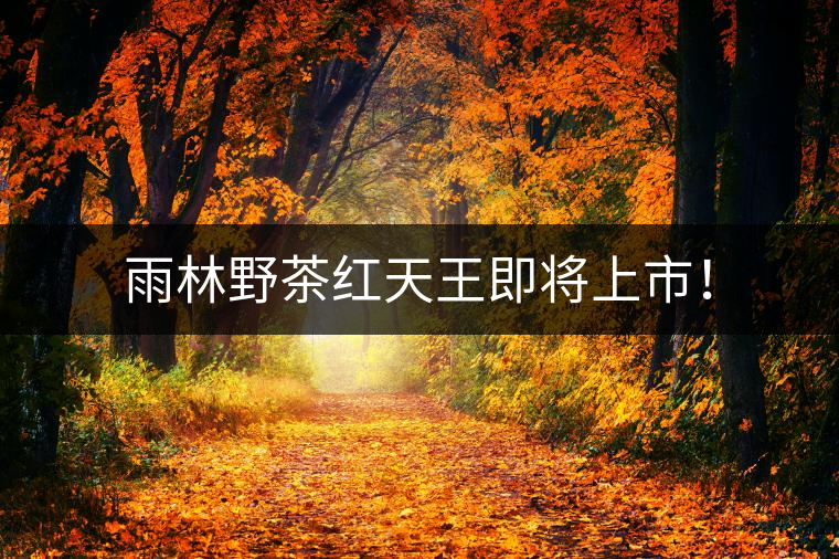 雨林野茶紅天王即將上市！