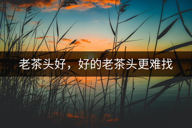 老茶頭好，好的老茶頭更難找