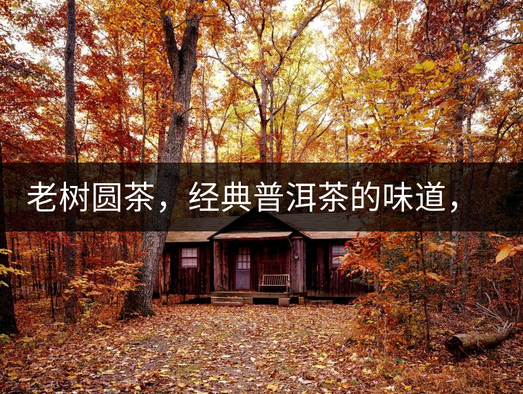 老樹圓茶，經(jīng)典普洱茶的味道，即將上市