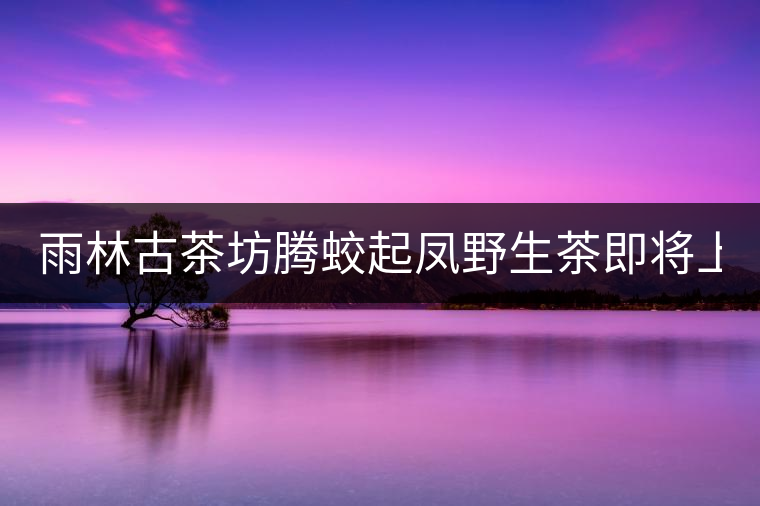 雨林古茶坊騰蛟起鳳野生茶即將上市！