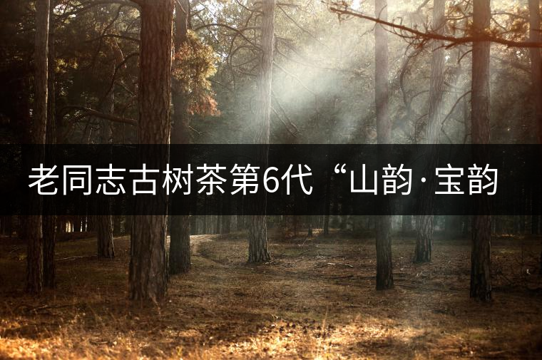 老同志古樹茶第6代“山韻·寶韻”即將上市！