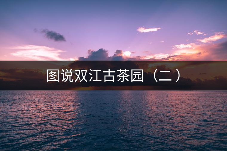 圖說(shuō)雙江古茶園(二 ) 圖說(shuō)雙江古茶園(二 )