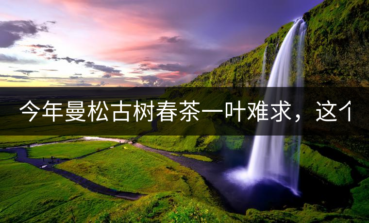 今年曼松古樹春茶一葉難求，這個(gè)鍋真不該茶商背!